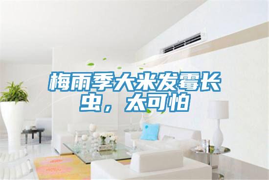 梅雨季大米發(fā)霉長蟲，太可怕