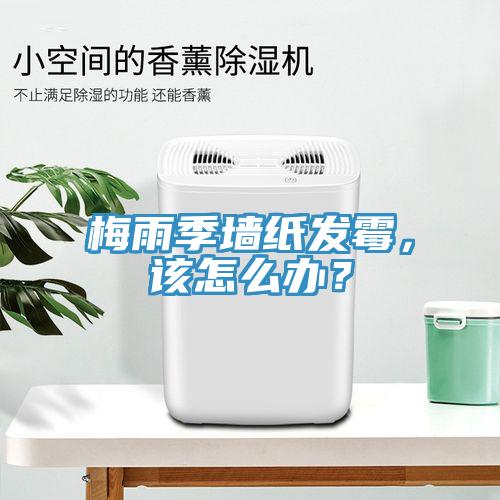 梅雨季墻紙發(fā)霉，該怎么辦？