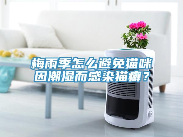 梅雨季怎么避免貓咪因潮濕而感染貓癬？
