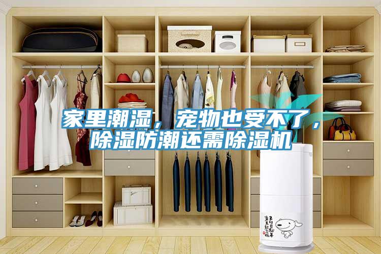 家里潮濕，寵物也受不了，除濕防潮還需除濕機