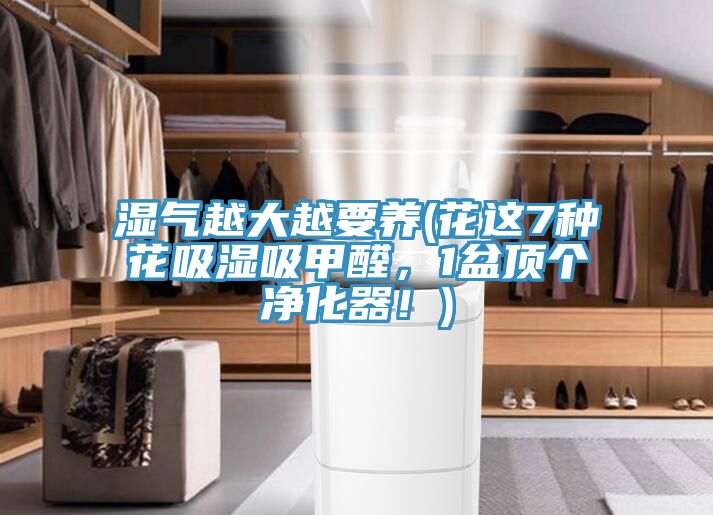 濕氣越大越要養(yǎng)(花這7種花吸濕吸甲醛，1盆頂個凈化器！)