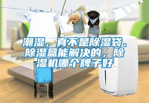 潮濕，真不是除濕袋、除濕盒能解決的，除濕機哪個牌子好