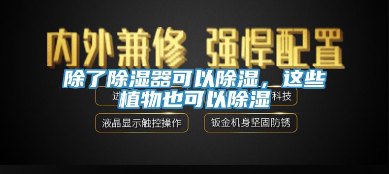 除了除濕器可以除濕，這些植物也可以除濕