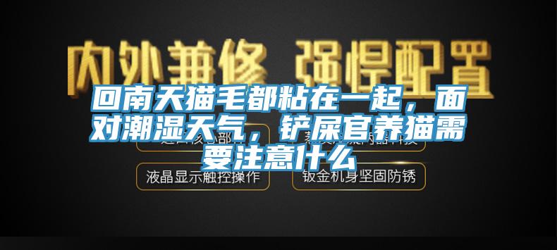 回南天貓毛都粘在一起，面對(duì)潮濕天氣，鏟屎官養(yǎng)貓需要注意什么